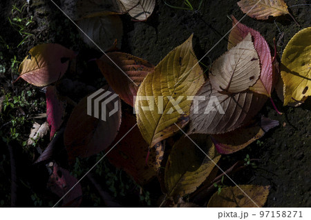 落葉 97158271