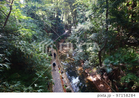 秋の等々力渓谷 97158284