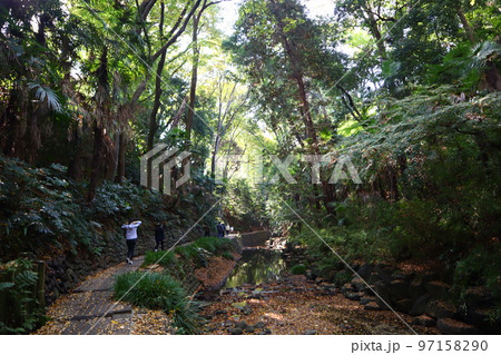 秋の等々力渓谷 97158290