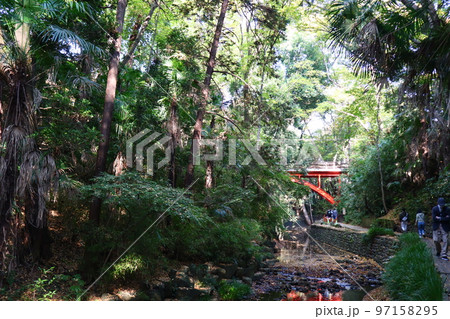 秋の等々力渓谷 秋の等々力渓谷 97158295