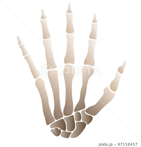 人間の手の骨格 手根骨・中手骨・指骨 (Bones of Human Hand)のイラスト素材 [97158457] - PIXTA