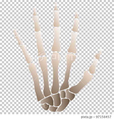 人間の手の骨格 手根骨・中手骨・指骨 (Bones of Human Hand)のイラスト素材 [97158457] - PIXTA