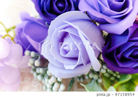 Purple Rose（パープルローズ）の写真素材 [97158954] - PIXTA 
