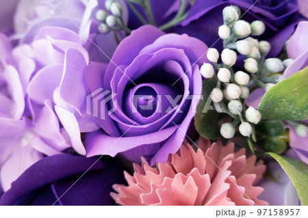 Purple Rose（パープルローズ）の写真素材 [97158957] - PIXTA 