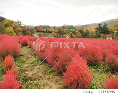 コキア　赤 97158995