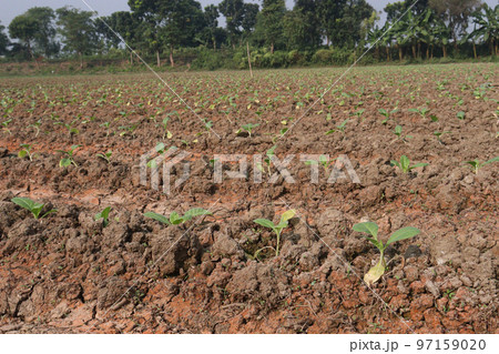 green colored tobacco leaf on farm for harvest green colored tobacco leaf on farm for harvest 97159020