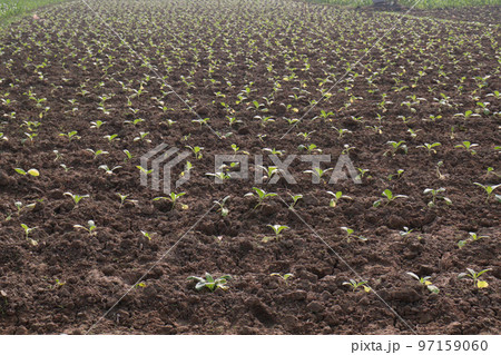 green colored tobacco leaf on farm for harvest 97159060
