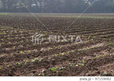 green colored tobacco leaf on farm for harvest 97159062