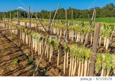 箱根西麓の風物詩「大根干し」　富士山 97159570