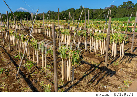 箱根西麓の風物詩「大根干し」　富士山 97159571