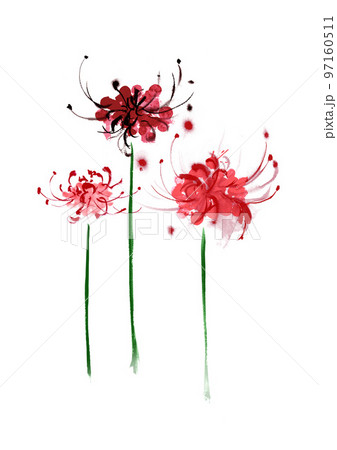 曼珠沙華の手描き和風イラスト 97160511