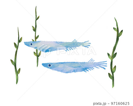 手描き感のある水彩画風 藻のある水の中を2匹の群れで泳ぐめだかのイラスト 白バック 手描き感のある水彩画風 藻のある水の中を2匹の群れで泳ぐめだかのイラスト 白バック 97160625