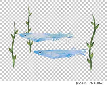 手描き感のある水彩画風 藻のある水の中を2匹の群れで泳ぐめだかのイラスト 白バック 手描き感のある水彩画風 藻のある水の中を2匹の群れで泳ぐめだかのイラスト 白バック 97160625