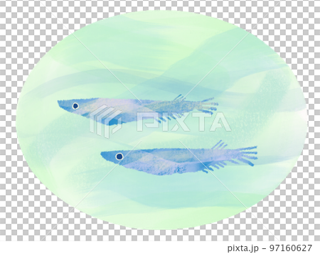 手繪水彩風格插圖,描繪了一群在水中游泳的 medaka 背景 手繪水彩風格插圖,描繪了一群在水中游泳的 medaka 背景 97160627