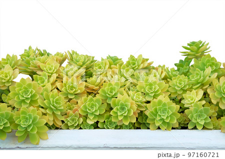Succulent in pot isolated on white background. Succulent plant for landscape design. Potted plant for house. Succulent in pot isolated on white background. Succulent plant for landscape design. Potted plant for house. 97160721
