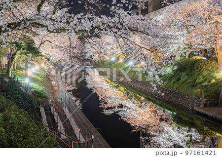 松川べりの桜のライトアップ 97161421