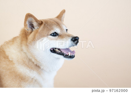 笑う柴犬のバストアップ 97162000