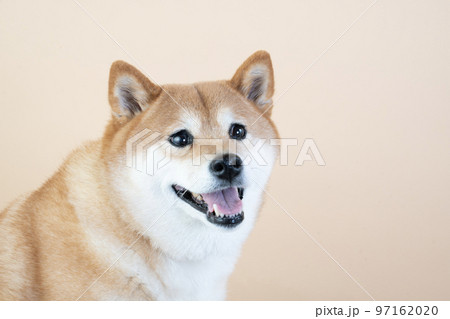 笑う柴犬のバストアップ 97162020