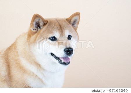笑う柴犬のバストアップ 笑う柴犬のバストアップ 97162040