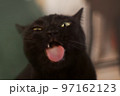舌をだした猫 97162123