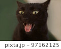 口を開けた猫 97162125