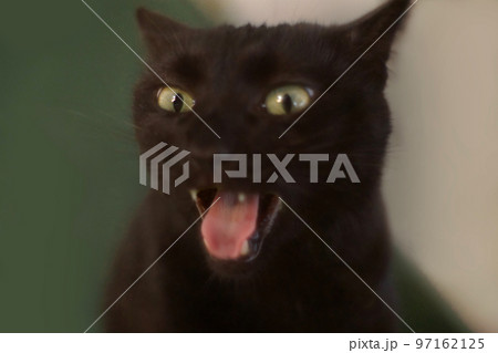 口を開けた猫 97162125