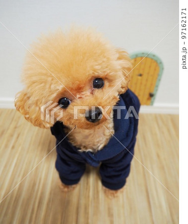 ティーカッププードルの子犬 ティーカッププードルの子犬 97162171
