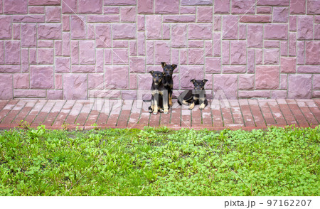three dogs on the street 97162207