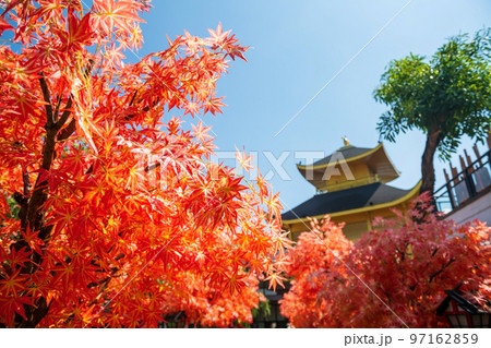 Fake red maple leaf by Golden pavillion of Kinkakuji temple Fake red maple leaf by Golden pavillion of Kinkakuji temple 97162859
