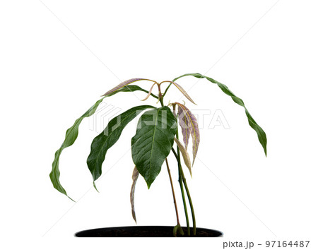 Mango shoots in a flower pot on a white background. 97164487