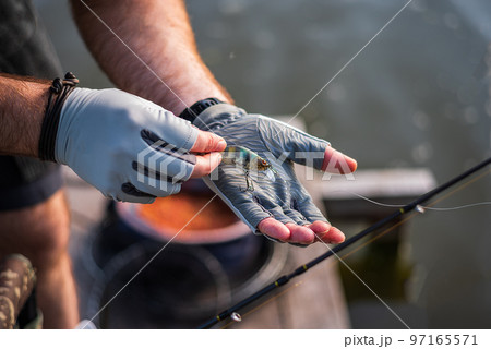 The fisherman in gloves holds the bait. The fisherman holds the bait in his hands. Spinning and hard lure. The fisherman in gloves holds the bait. The fisherman holds the bait in his hands. Spinning and hard lure. 97165571