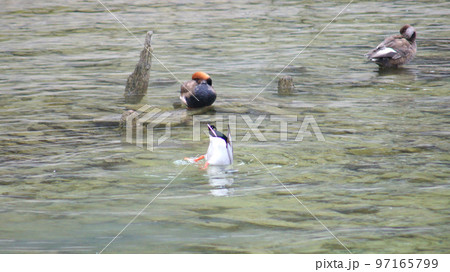 KONSTANZ, GERMANY - OCT 14, 2015: Gray ducks and a white seagull swim in the water of Lake Constance 97165799