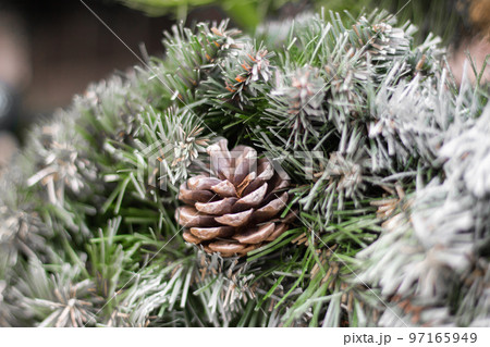 Christmas wreath. Evergreen tree with cone. Coniferous tree close up. Pine tree with cone and snow. Christmas tree decoration. Winter nature in details. Frost on pine tree needles. Christmas wreath. Evergreen tree with cone. Coniferous tree close up. Pine tree with cone and snow. Christmas tree decoration. Winter nature in details. Frost on pine tree needles. 97165949