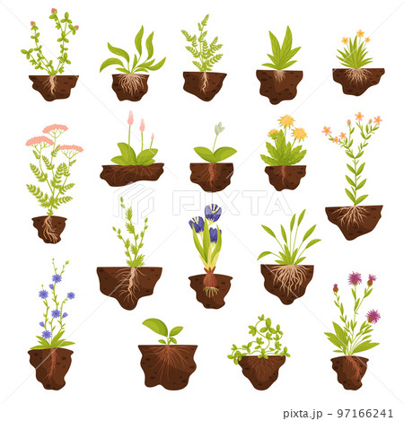 Plant Growing with Roots in Soil Big Vector Set 97166241