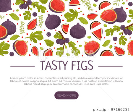 Fig Food Design with Ripe Fruit with Purple Skin Vector Template 97166252