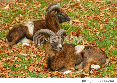 Two adult male mouflon with massive horns relaxing on a meadow. Two adult male mouflon with massive horns lying on a grassy meadow, autumn day, no people. 97166268