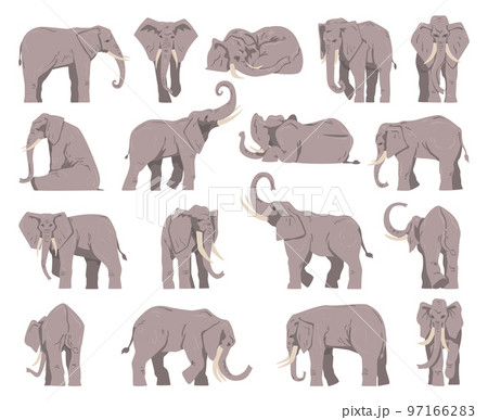 Grey Elephant as Large African Animal with Trunk in Different Pose Big Vector Set Grey Elephant as Large African Animal with Trunk in Different Pose Big Vector Set 97166283