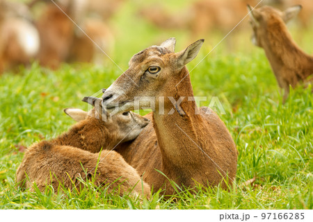 Portrait of female mouflon with male baby, 2 mammals relaxing in grass. European mouflons, ovis aries musimon. 97166285