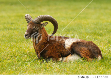 Portrait of an adult male mouflon with massive horns lying on a grassy meadow, autumn day. Portrait of an adult male mouflon with massive horns lying on a grassy meadow, autumn day. 97166286