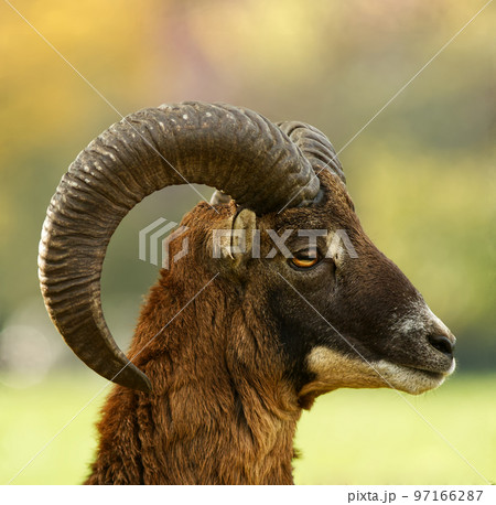 close-up of the head of a male mouflon. Close-up head profile portrait of an adult male mouflon with massive horns in the fall season. European mouflon, ovis aries musimon. close-up of the head of a male mouflon. Close-up head profile portrait of an adult male mouflon with massive horns in the fall season. European mouflon, ovis aries musimon. 97166287