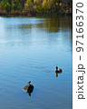 舎人公園の池の岩の上のハクセキレイと鴨 97166370