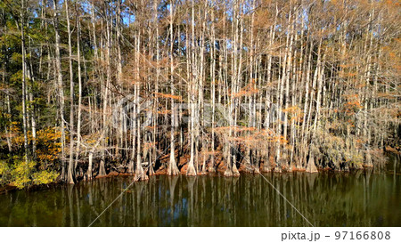 Amazing nature at the Caddo Lake State swamps in Texas - CADDO LAKE, UNITED STATES - NOVEMBER 04 97166808