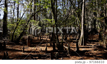 Caddo Lake State Park in Texas with its amazing vegetation and landscape 97166810