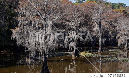 The amazing trees at Caddo Lake in the swamps of Texas 97166821