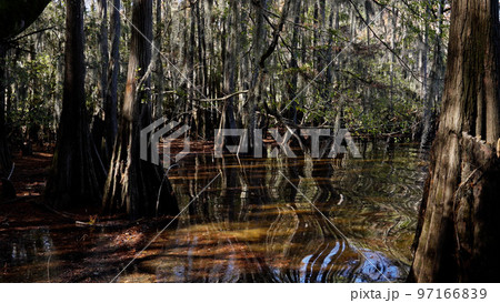 The amazing trees at Caddo Lake in the swamps of Texas The amazing trees at Caddo Lake in the swamps of Texas 97166839