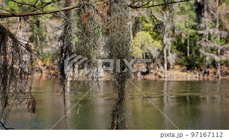 Caddo Lake State Park in Texas with its amazing vegetation and landscape 97167112