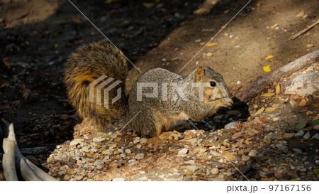 Squirrel finding food in a park - DALLAS, UNITED STATES  97167156