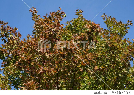 2022年11月・タイワンフウの葉と実 97167458