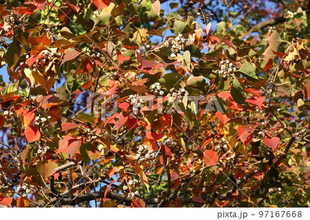 ナンキンハゼの紅葉と弾けた実・2022年11月 97167668