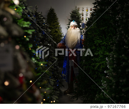 Russian Santa Claus with a staff in a store of artificial Christmas trees. Russian Santa Claus with a staff in a store of artificial Christmas trees. 97167766